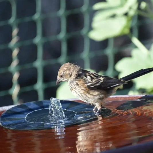 Mini Solar Powered Water Fountain For Pool Or Pond - Kandy's Gadgets